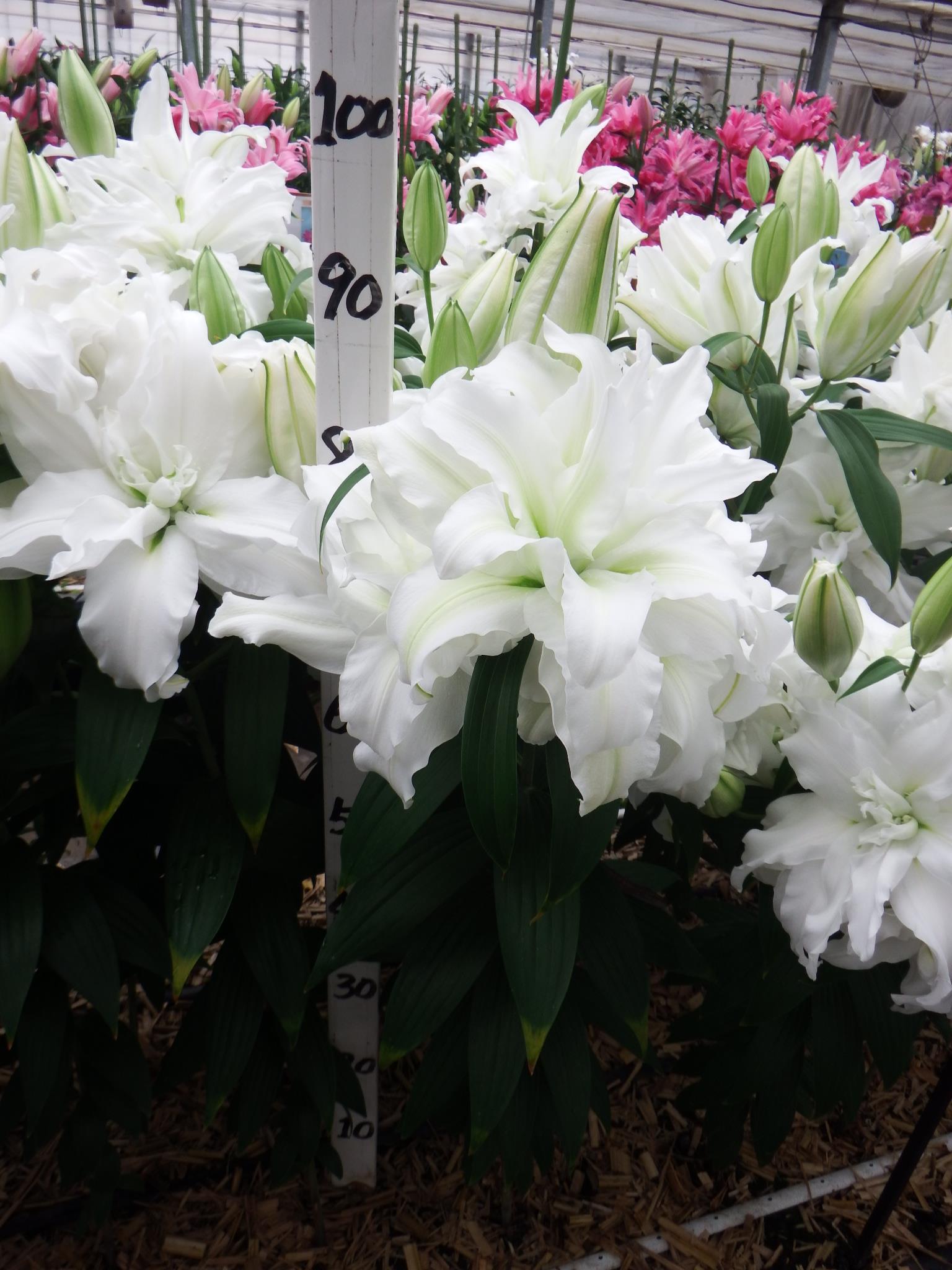 RL　アイシャ(八重)